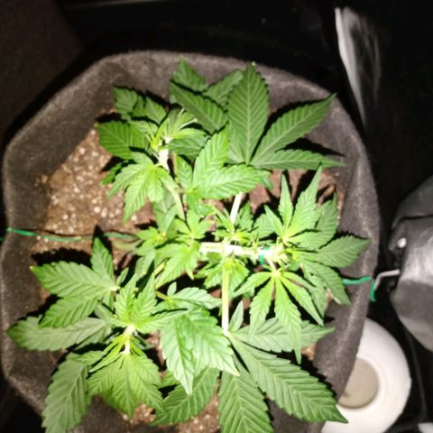 Purple Punch Autoflower growlog timeline photo