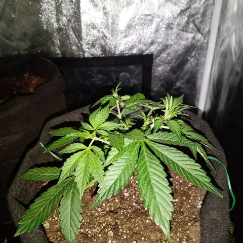 Purple Punch Autoflower growlog timeline photo