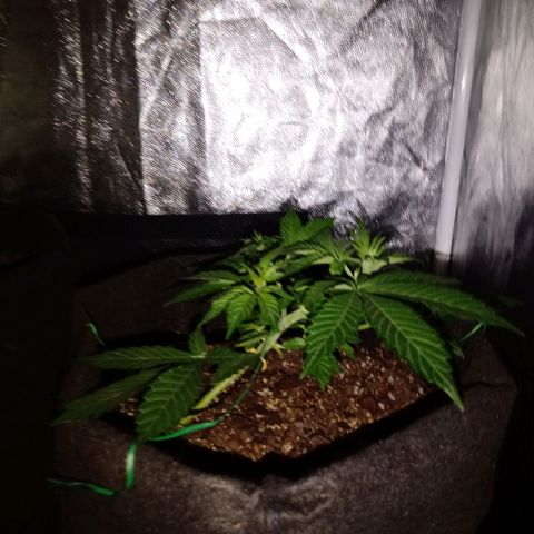 Purple Punch Autoflower growlog timeline photo