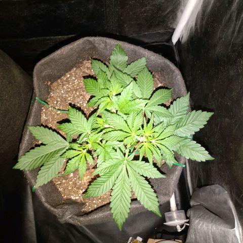 Purple Punch Autoflower growlog timeline photo