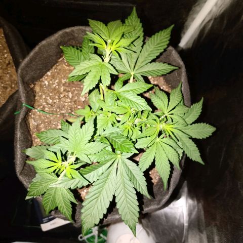 Purple Punch Autoflower growlog timeline photo