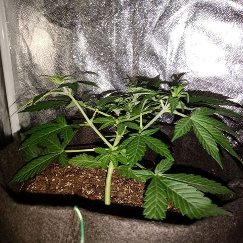 Purple Punch Autoflower growlog timeline photo