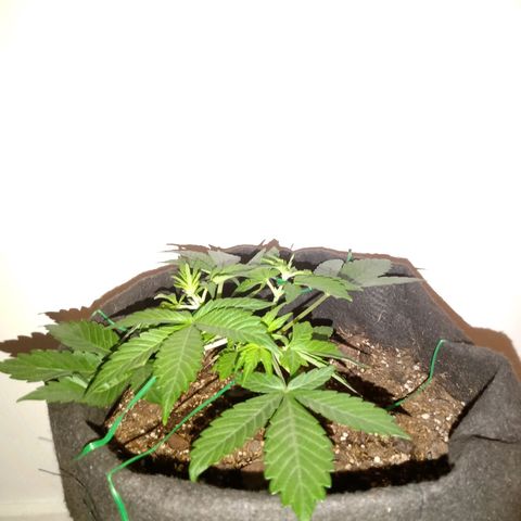 Purple Punch Autoflower growlog timeline photo