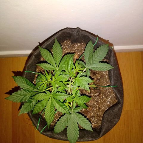 Purple Punch Autoflower growlog timeline photo