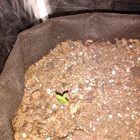 Purple Punch Autoflower growlog timeline photo