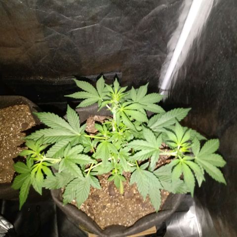 Purple Punch Autoflower growlog timeline photo