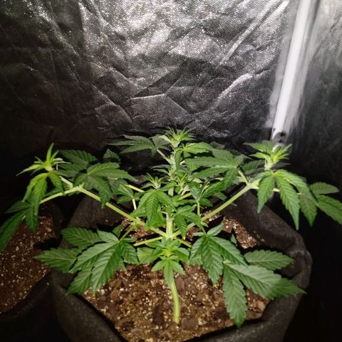 Purple Punch Autoflower growlog timeline photo