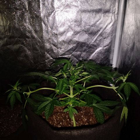 Purple Punch Autoflower growlog timeline photo