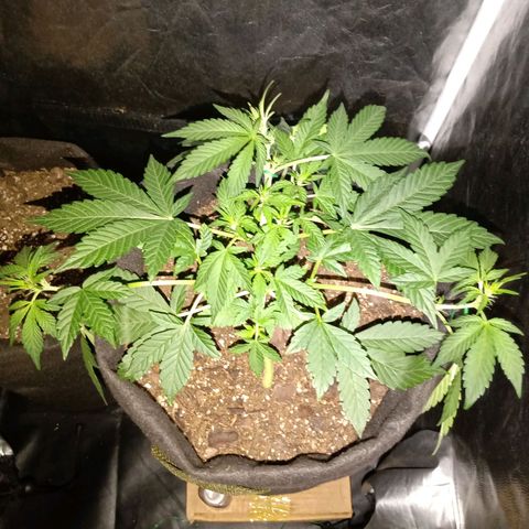 Purple Punch Autoflower growlog timeline photo