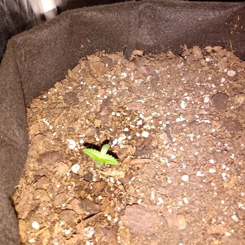 Purple Punch Autoflower growlog timeline photo