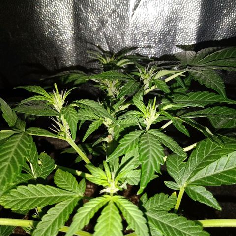 Purple Punch Autoflower growlog timeline photo