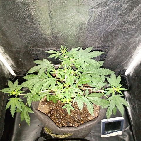 Purple Punch Autoflower growlog timeline photo
