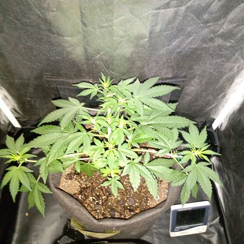 Purple Punch Autoflower growlog timeline photo