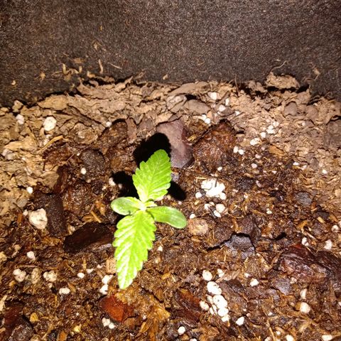 Purple Punch Autoflower growlog timeline photo