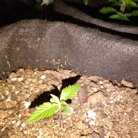 Purple Punch Autoflower growlog timeline photo