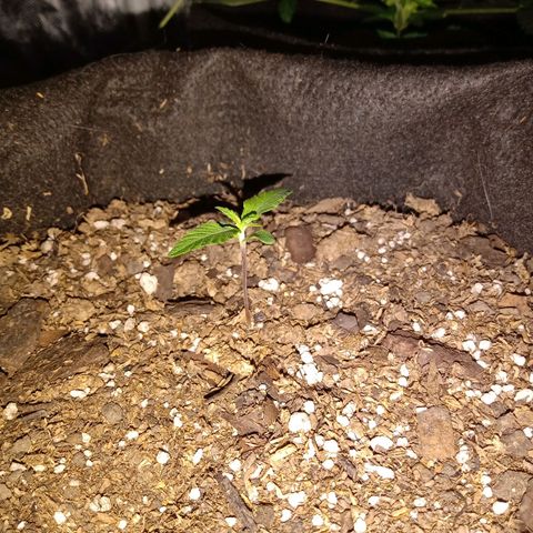 Purple Punch Autoflower growlog timeline photo