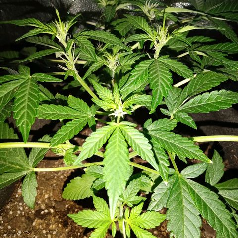 Purple Punch Autoflower growlog timeline photo