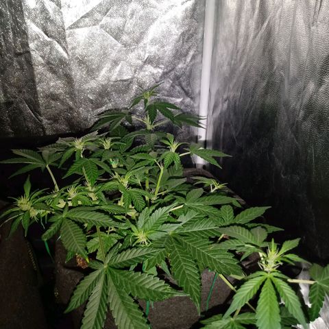 Purple Punch Autoflower growlog timeline photo