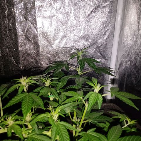 Purple Punch Autoflower growlog timeline photo