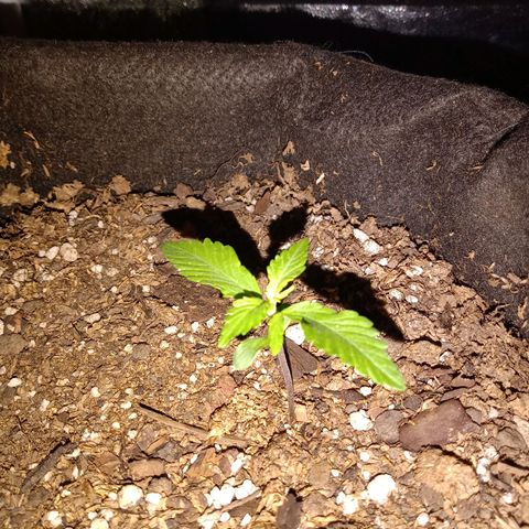 Purple Punch Autoflower growlog timeline photo