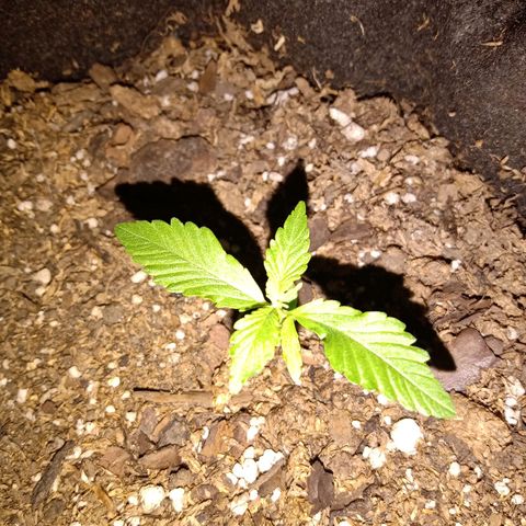 Purple Punch Autoflower growlog timeline photo