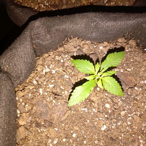 Purple Punch Autoflower growlog timeline photo
