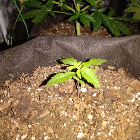 Purple Punch Autoflower growlog timeline photo