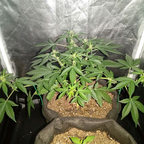 Purple Punch Autoflower growlog timeline photo