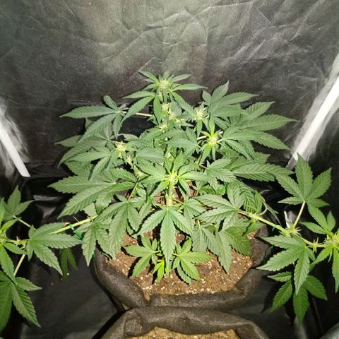 Purple Punch Autoflower growlog timeline photo