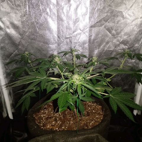 Purple Punch Autoflower growlog timeline photo