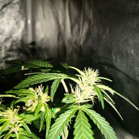 Purple Punch Autoflower growlog timeline photo