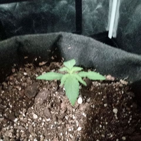 Purple Punch Autoflower growlog timeline photo
