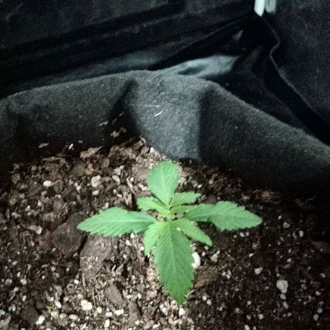 Purple Punch Autoflower growlog timeline photo