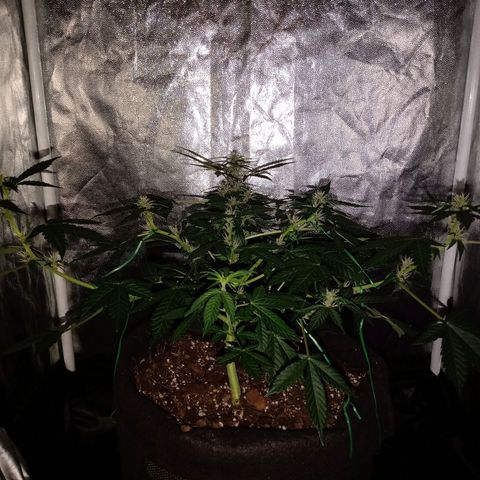 Purple Punch Autoflower growlog timeline photo