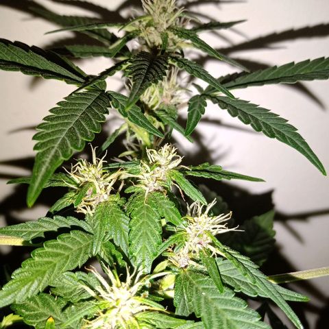 Purple Punch Autoflower growlog timeline photo