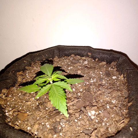 Purple Punch Autoflower growlog timeline photo
