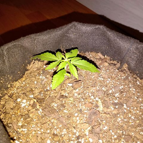 Purple Punch Autoflower growlog timeline photo