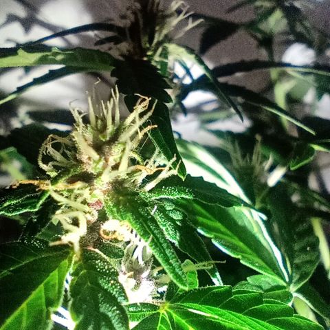 Purple Punch Autoflower growlog photo: Cyan and purple colors are starting to show up