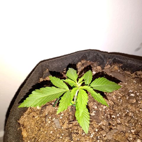 Purple Punch Autoflower growlog timeline photo