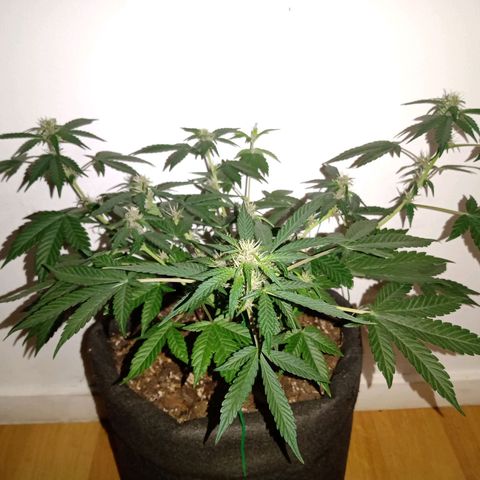 Purple Punch Autoflower growlog photo: Cyan and purple are starting to show up