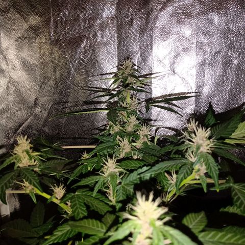 Purple Punch Autoflower growlog timeline photo