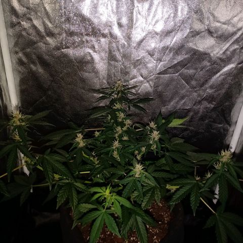 Purple Punch Autoflower growlog timeline photo