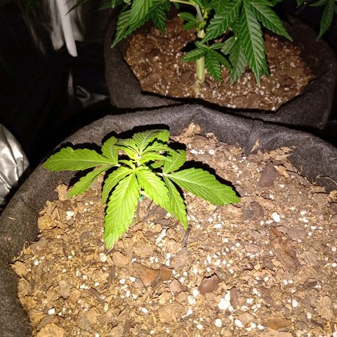 Purple Punch Autoflower growlog timeline photo