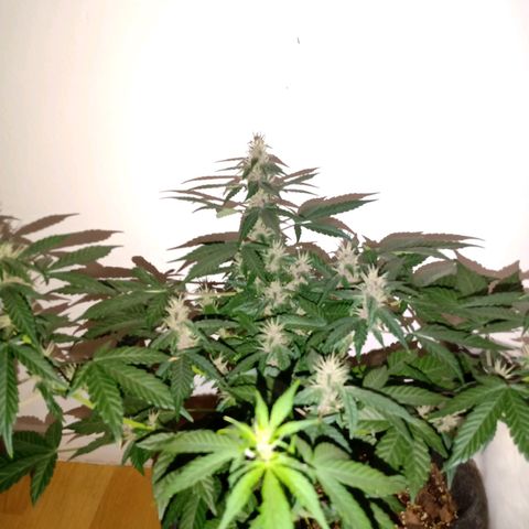 Purple Punch Autoflower growlog timeline photo