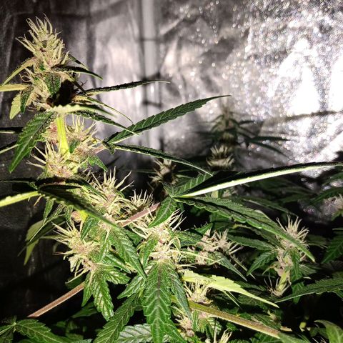 Purple Punch Autoflower growlog timeline photo