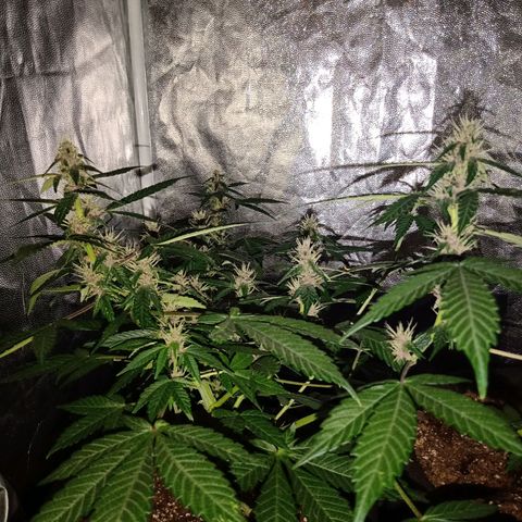 Purple Punch Autoflower growlog timeline photo