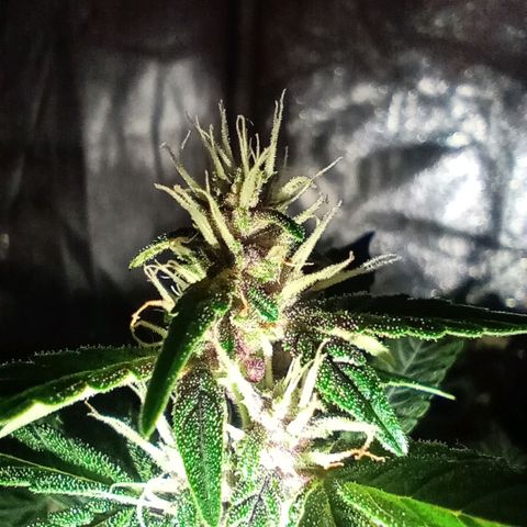 Purple Punch Autoflower growlog timeline photo