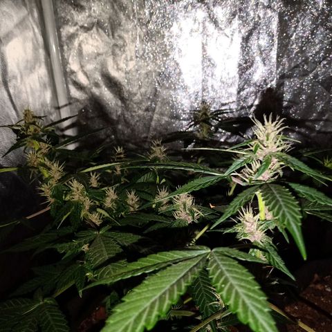 Purple Punch Autoflower growlog timeline photo