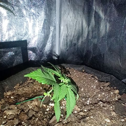 Purple Punch Autoflower growlog timeline photo