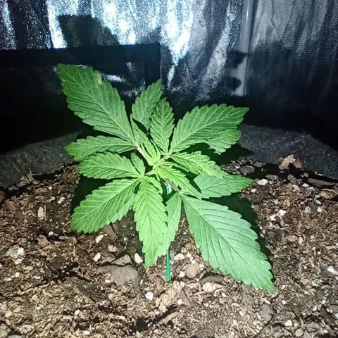 Purple Punch Autoflower growlog timeline photo